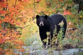 8 Surprising Facts About Black Bears