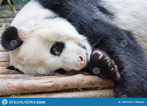 Adult Giant Panda Bear Feeling Lazy And Sleeping On A Wood In A Stock