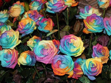 Real Rainbow Roses♥ Rainbow Roses Hybrid Tea Roses Rose Seeds