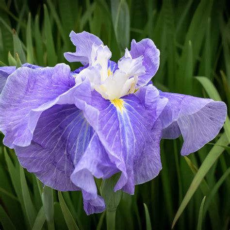 Iris Ensata Sugar Dome Variété Aux Fleurs Doubles Amples Bleu