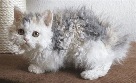 Top 5 Curly Haired Cat Breeds You Need To Know Your Pet Planet