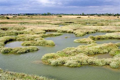 Plants Found On Salt Marshes Virily