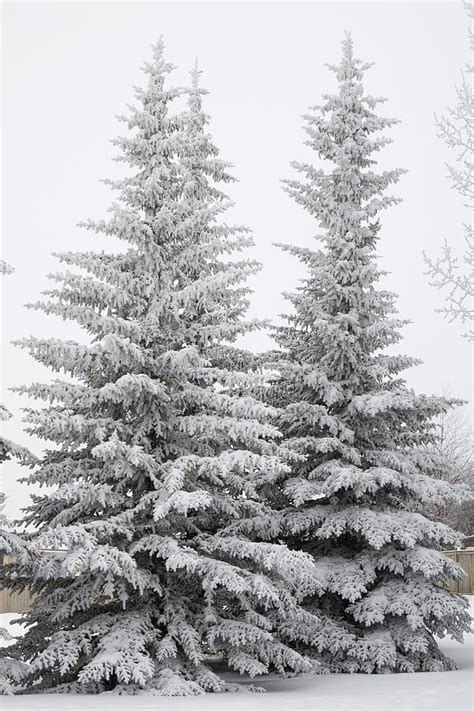 Snow Covered Evergreen Trees Calgary Photograph By Michael