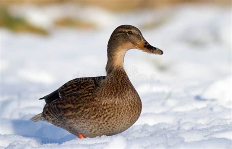Duck In The Snow Stock Image Image Of Female Birdwatching 48501019