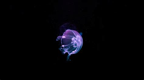 One site with wallpapers at high resolutions (uhd 5k, ultra hd 4k 3840x2160, full hd 1920x1080) for phones and desktop. wallpaper jellyfish - HD Desktop Wallpapers | 4k HD