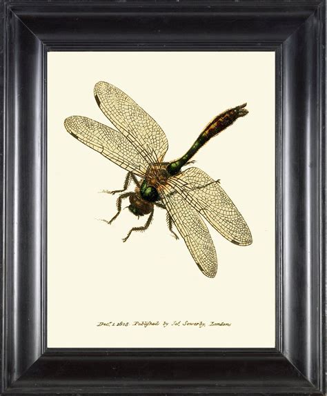 Dragonfly Print Wall Art Cl16 Beautiful Antique Vintage Home Etsy