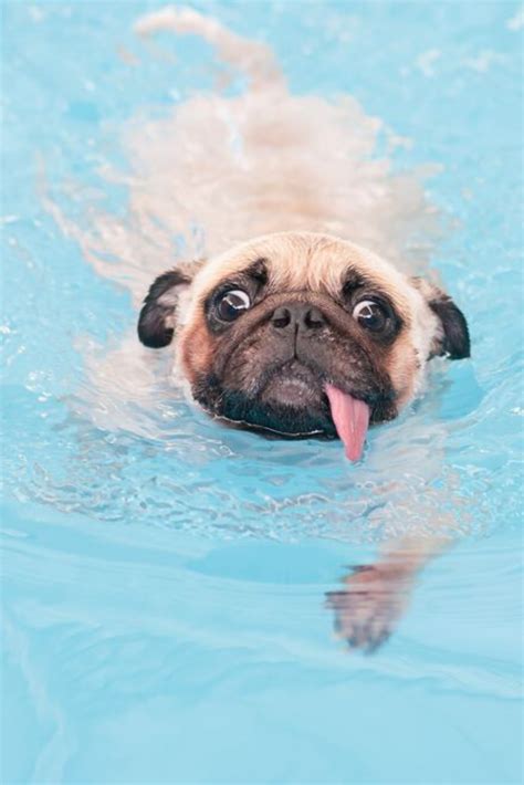 A Cute Dog Pug Swim At A Local Public Pool Pugs Pug Memes Dogs