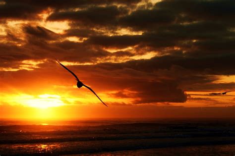 Sunsets Are The Best Sunsets Bird Flying Hd Wallpaper Peakpx