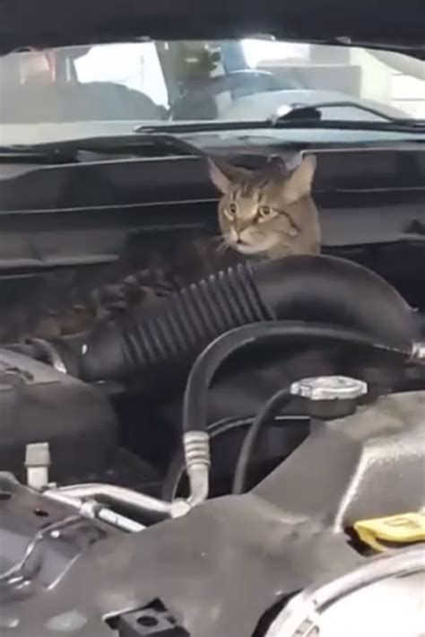 Cat Survives Crash Returned To Owner With No Injuries Wkdz Radio