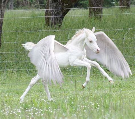 𝑒𝑢𝑝ℎ𝑜𝑟𝑖𝑎 In 2020 Magical Creatures Real Unicorn Fantasy Horses