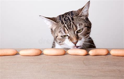 Cat And Sausages Stock Image Image Of Animal Nosy Prying 22729571