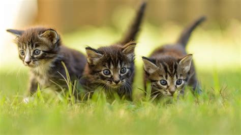 Kittens Kitten Cat Cats Baby Cute S Wallpapers Hd Desktop And Mobile Backgrounds