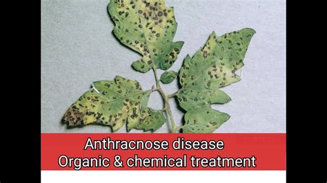 Anthracnose Plant Disease Organic Treatment Tomato Anthracnose Youtube