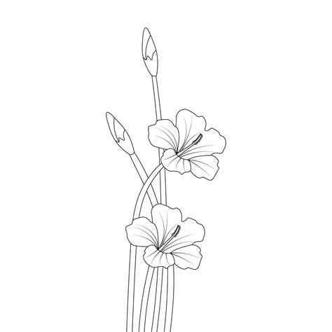 Rose Of Sharon Flower Sketch Of Pencil Line Drawing With Black Stroke