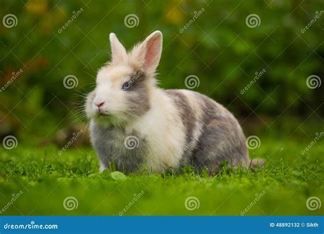 Cute Fluffy Rabbit On Green Grass Stock Photo Image Of Rabbit Nature