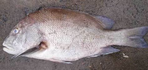 Pearl Spot Fish At Best Price In Visakhapatnam By Ashraya Marine Foods