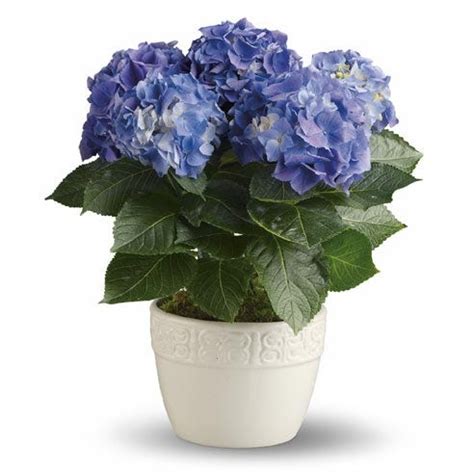 These plants are just as full and beautiful, but if your goal is blue hydrangeas, make sure you're. Hydrangea Delivery at Send Flowers