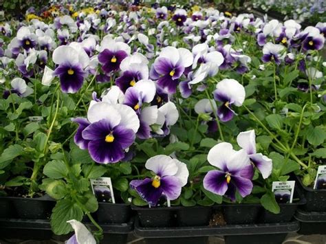 500 Bulk Seeds Delta Pansy Seeds Delta Beacons Field Etsy Pansies