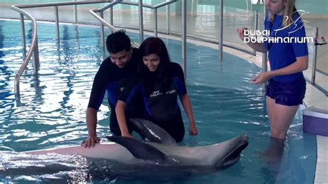 Dubai Dolphinarium The Uaes Only Dolphin And Seal Show And Swim With Our