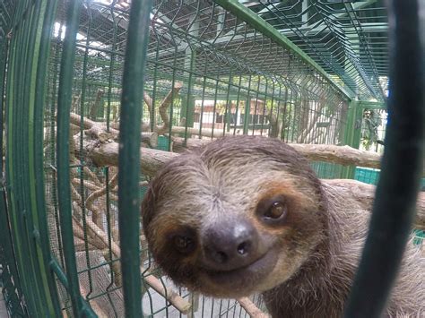 Sloth Sanctuary Of Costa Rica Cahuita Lo Que Se Debe Saber Antes De