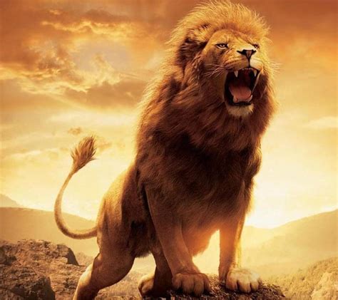 Lion Hd Wallpapers Wallpaper Cave