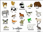 Mammals wild animal best blog: Wild animals list with information