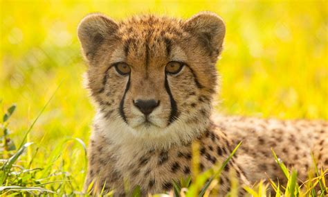 Why Do Cheetahs Have Spots And Other Cheetah Facts Smithsonians