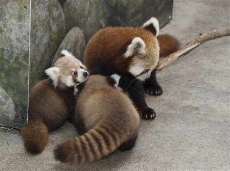 Red Panda Cubs At Smithsonians National Zoo Named For Sto