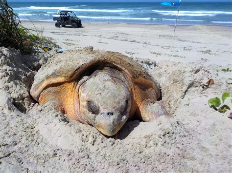 Sea Turtle Nesting Season Padre Island National Seashore U S