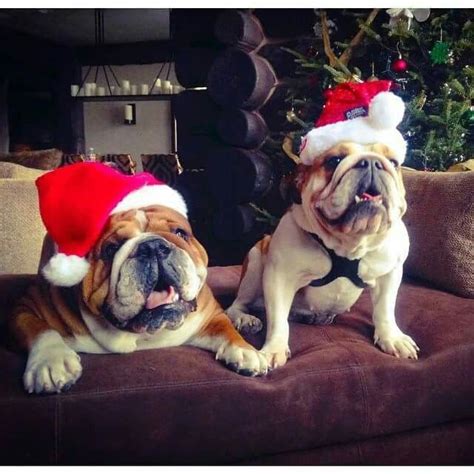 Merry Christmas From Roscoe And Coco Bulldog Lover Roscoe Bulldog