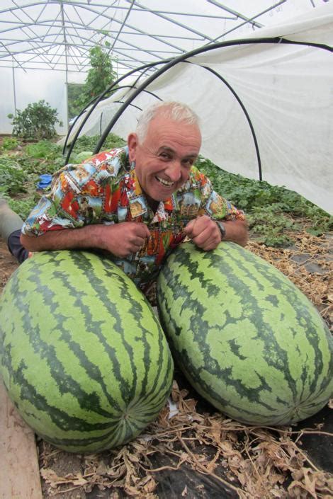 Era la grandine 2 traduzioni translations of covers. Le incredibili giganti verdure dell'inglese Ian Neale