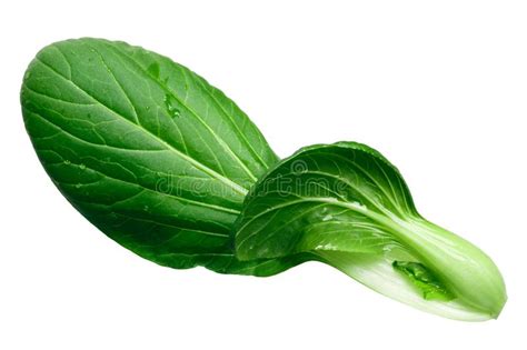 Baby Bok Choy Chinese Chard Top Stock Photo Image Of Isolated Choy
