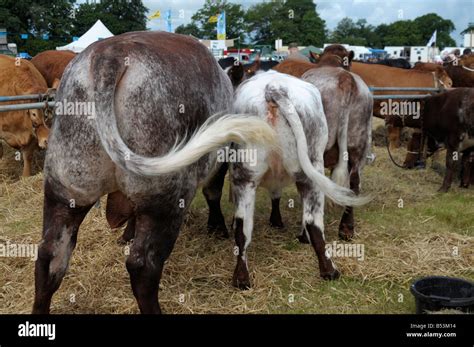 Cows Tail Hi Res Stock Photography And Images Alamy