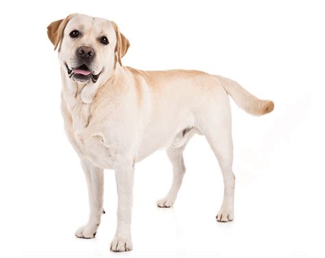 Why The Labrador Retriever Is Most Popular Breed For The 28th Year