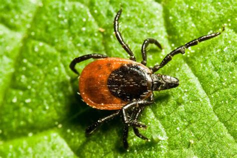 What You Need To Know About Lyme Disease Canadian Living