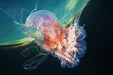 Astounding Photographs Of Jellyfish By Alexander Semenov Freeyork