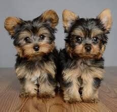Meet hundreds of local breeders. Yorkshire Terrier Puppies For Sale | East El Paso, TX #328874
