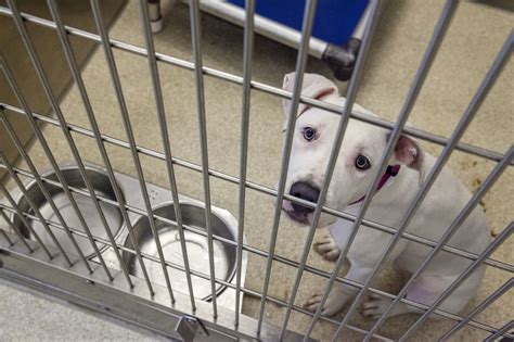 Usually known as the most difficult or most challenging part of adopting a pet, the adoption process is actually pretty easy once you get to know what to expect. Grand Rapids-area shelters pause pet adoptions due to ...