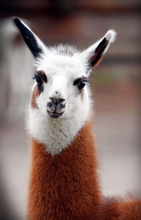 Amazingly Cute Lama From A Zoo In South America Animals Beautiful
