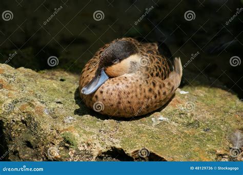 Sleeping Duck Stock Photo Image Of Beak Nature Rock 48129736