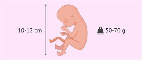 Fetal Development At 15 Weeks