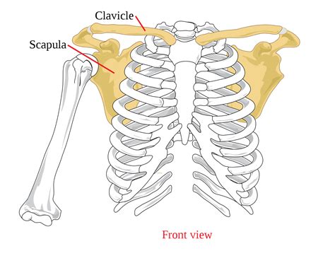 Anatomy Of The Pectoral Girdle