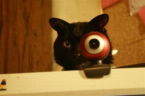 Big Eye Cat Funny Pictures Of Animals