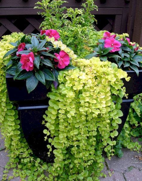 Best Winter Container Plants For Garden Container Flowers Small Yard