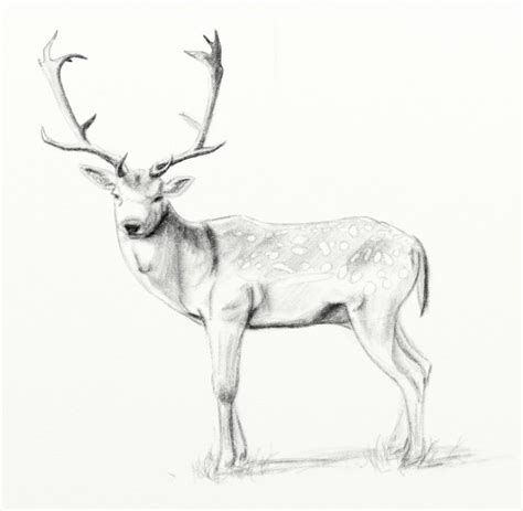 Deer Sketch Drawing At Explore Collection Of Deer