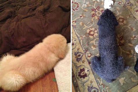 26 Dogs That Look Like Something Else Designbump