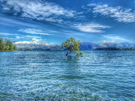 Oc That Wanaka Tree In Lake Wanaka New Zealand 4618 × 3463 R