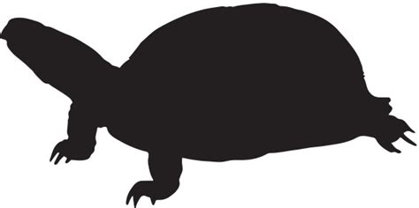Turtle Silhouette Stock Illustration Download Image Now Istock