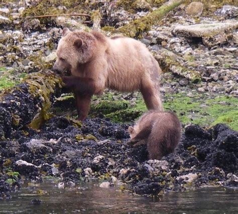 Grizzly Cub Like Mother Grizzly Bear Tours And Whale Watching Knight Inlet