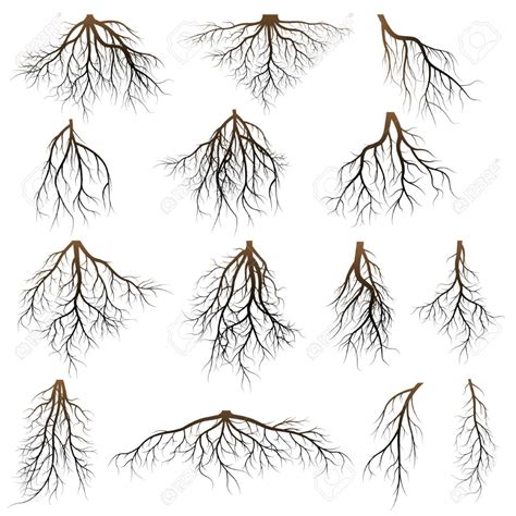 Set Of Tree Roots Roots Silhouette Vector Illustration Royalty Free